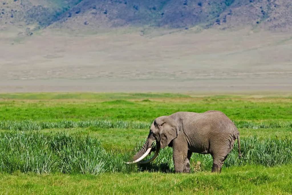 Ngorongoro Crater