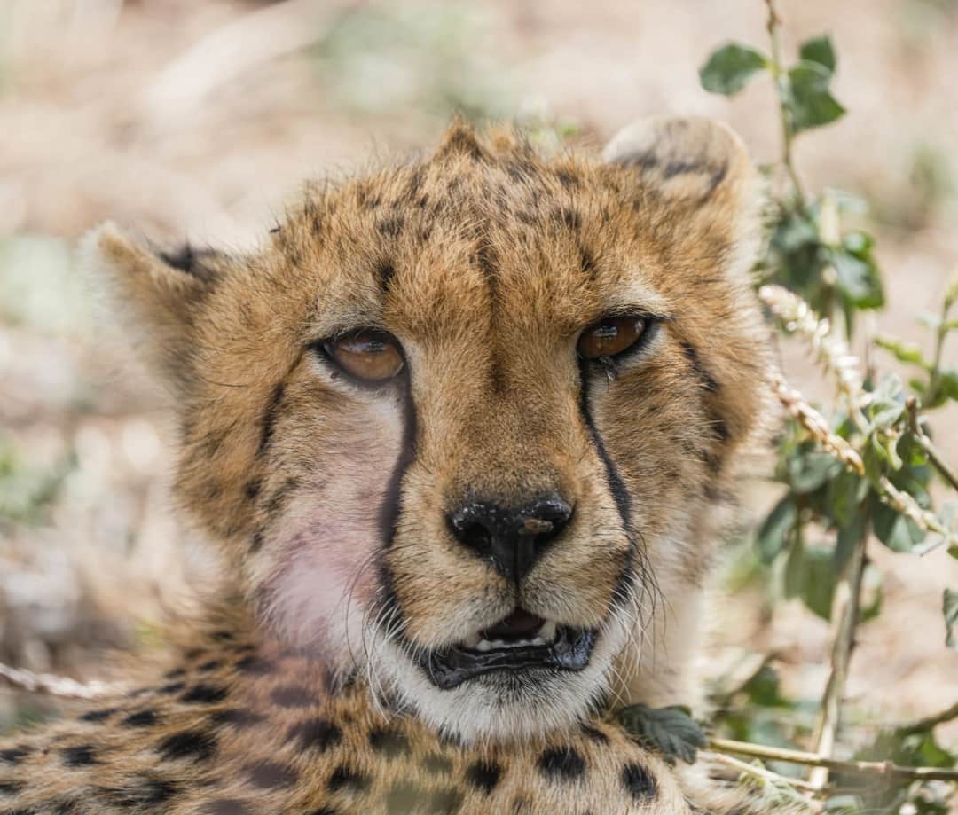 Sentio Safari photo 26
