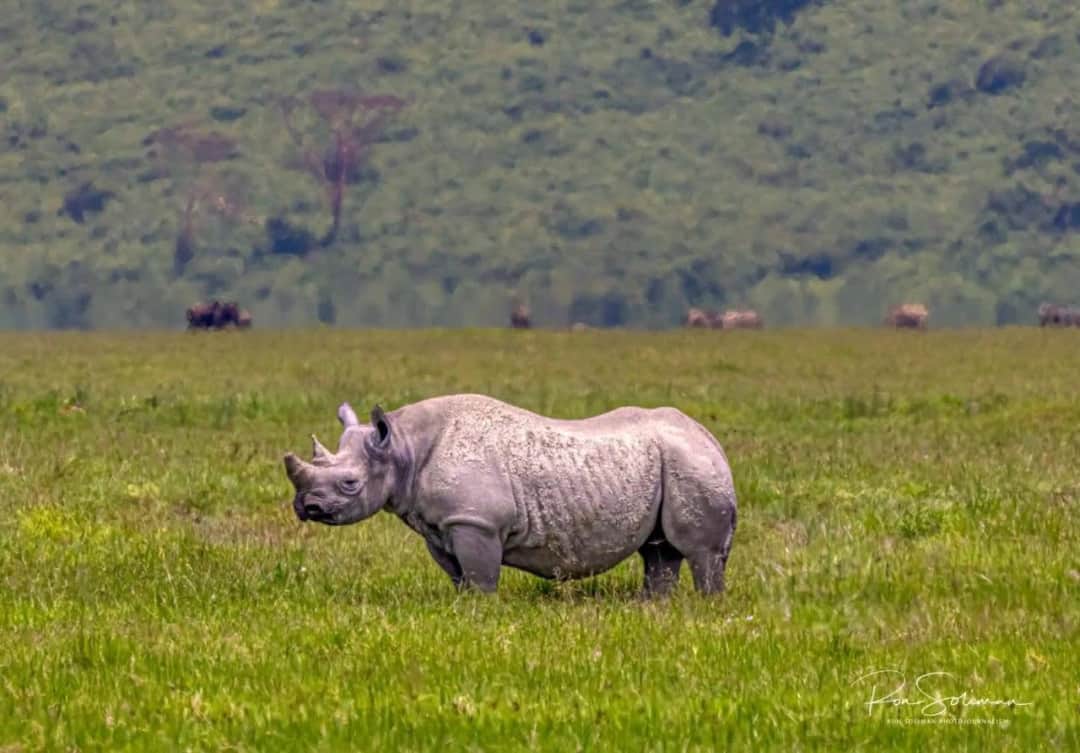Ngorongoro Crater Safari – The Big Five Adventure