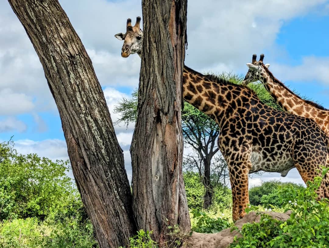1-Day Ngorongoro Day Trip Safari photo 2