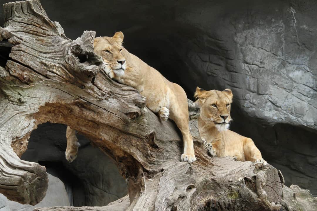 Siku ya 1 — Ruka Hadi Serengeti & Furahia Safari Yako ya Kwanza