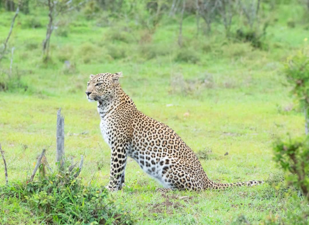 Ngorongoro Crater