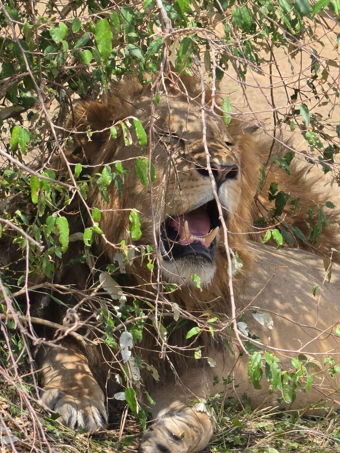 Masai village