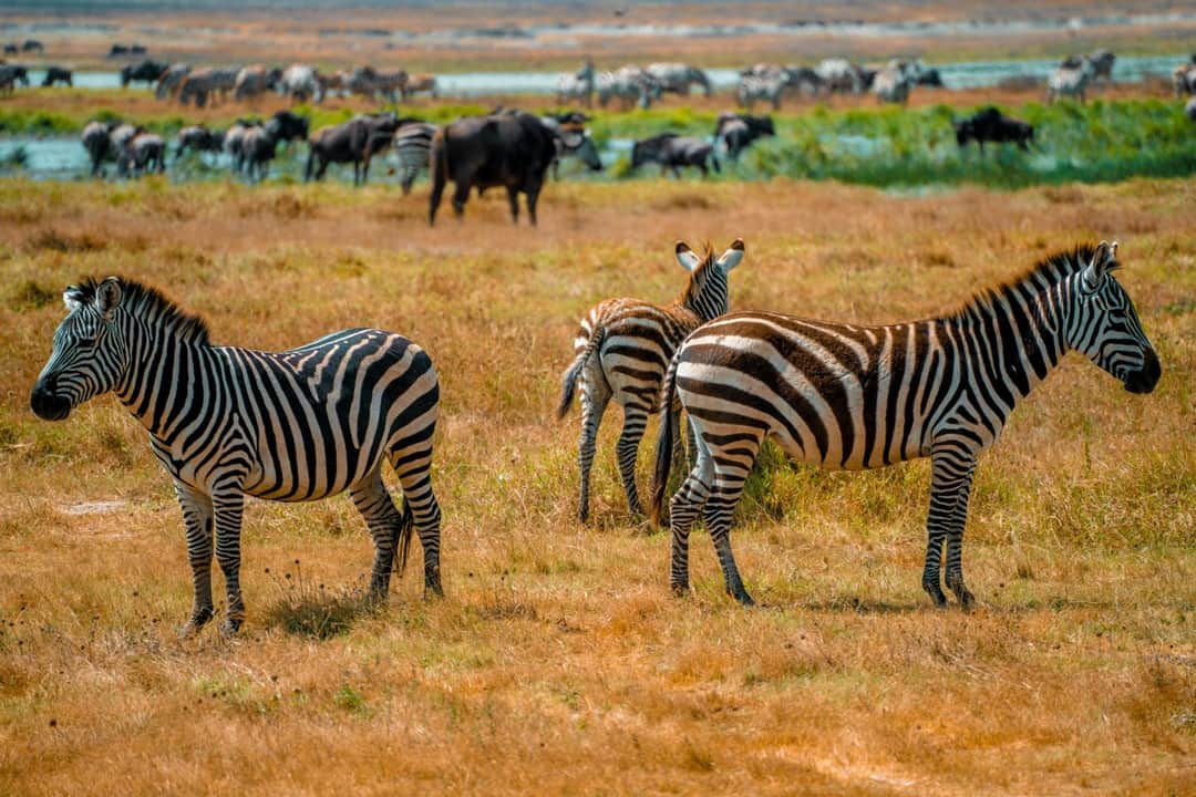 8-Day Tanzania Safari & Zanzibar Adventure photo 9