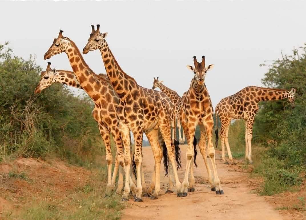 Velocity Zanzibar Tour & Safaris photo 41