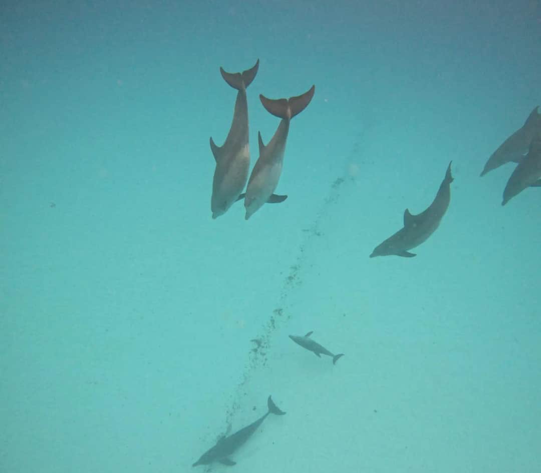 1-Day Mnemba Boat Trip and Dolphin Snorkel Adventure photo 2