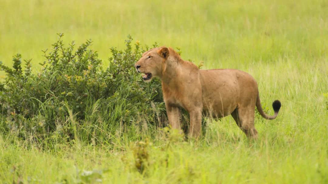 5-Day Authentic Southern Tanzania Safari photo 1