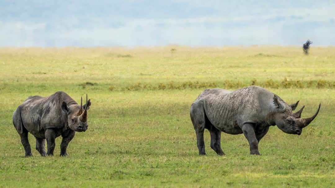 5-Day Ndutu Spectacular Migration Dec-Apr photo 2