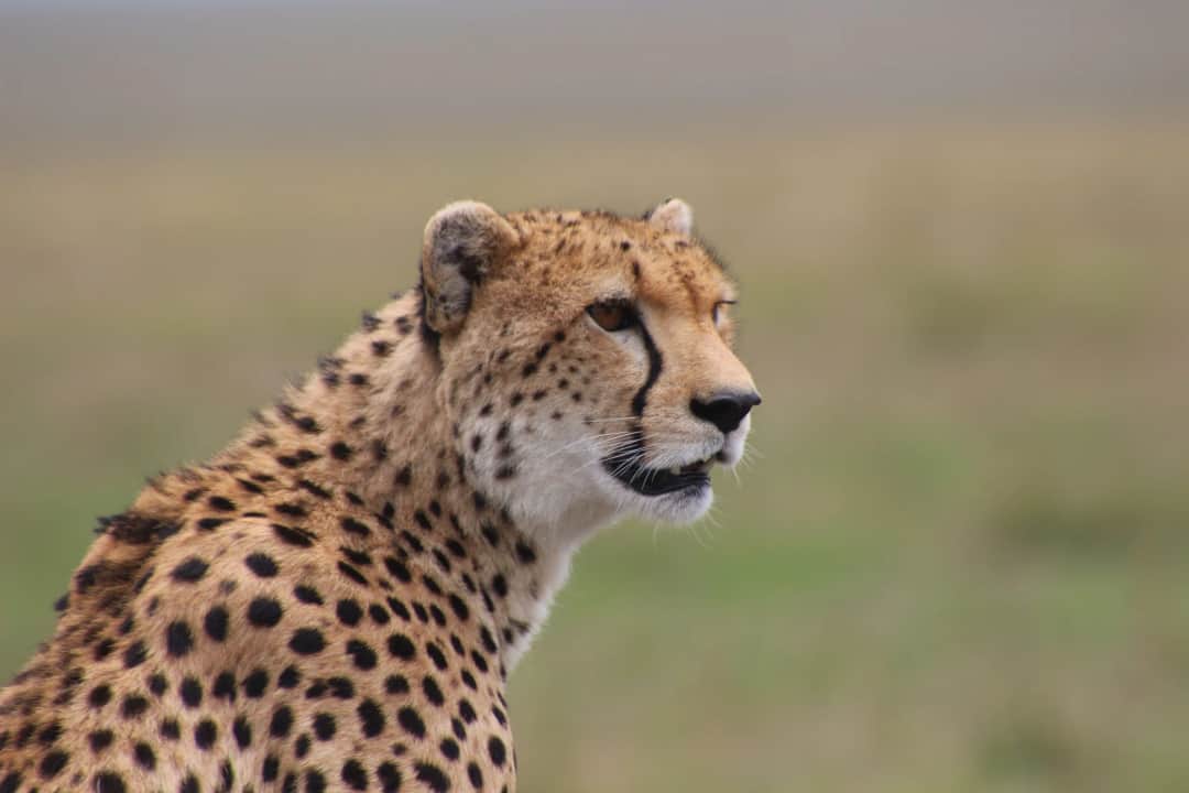 Lake Nakuru to Maasai Mara, Afternoon Game Drive