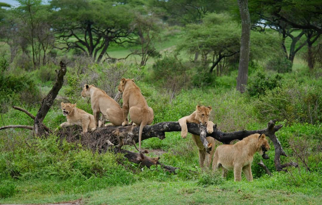 4-Day Whispers of Love in the Wild photo 9