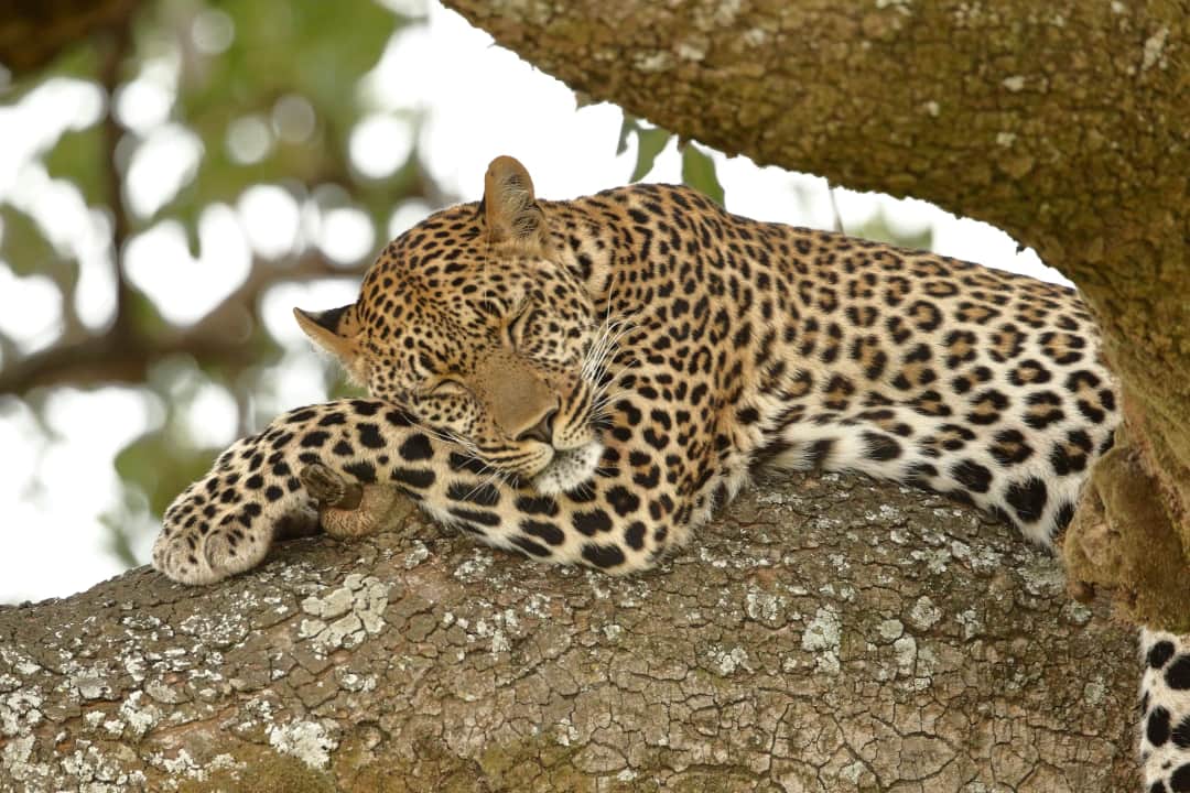 5-Day Olpejeta, Nakuru, Mara Budget Tour