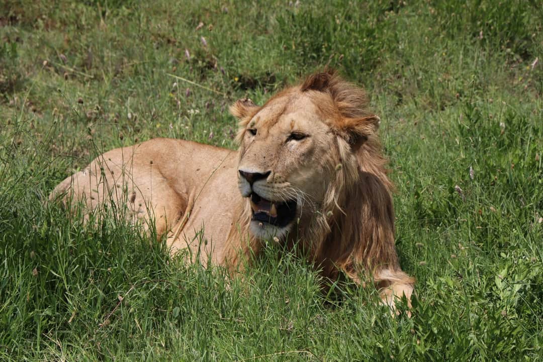 4-Day Whispers of Love in the Wild photo 13