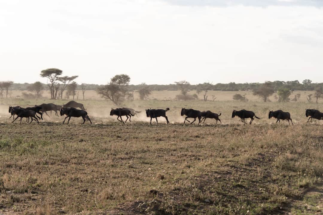 6-Day The Great Serengeti Migration Safari photo 4