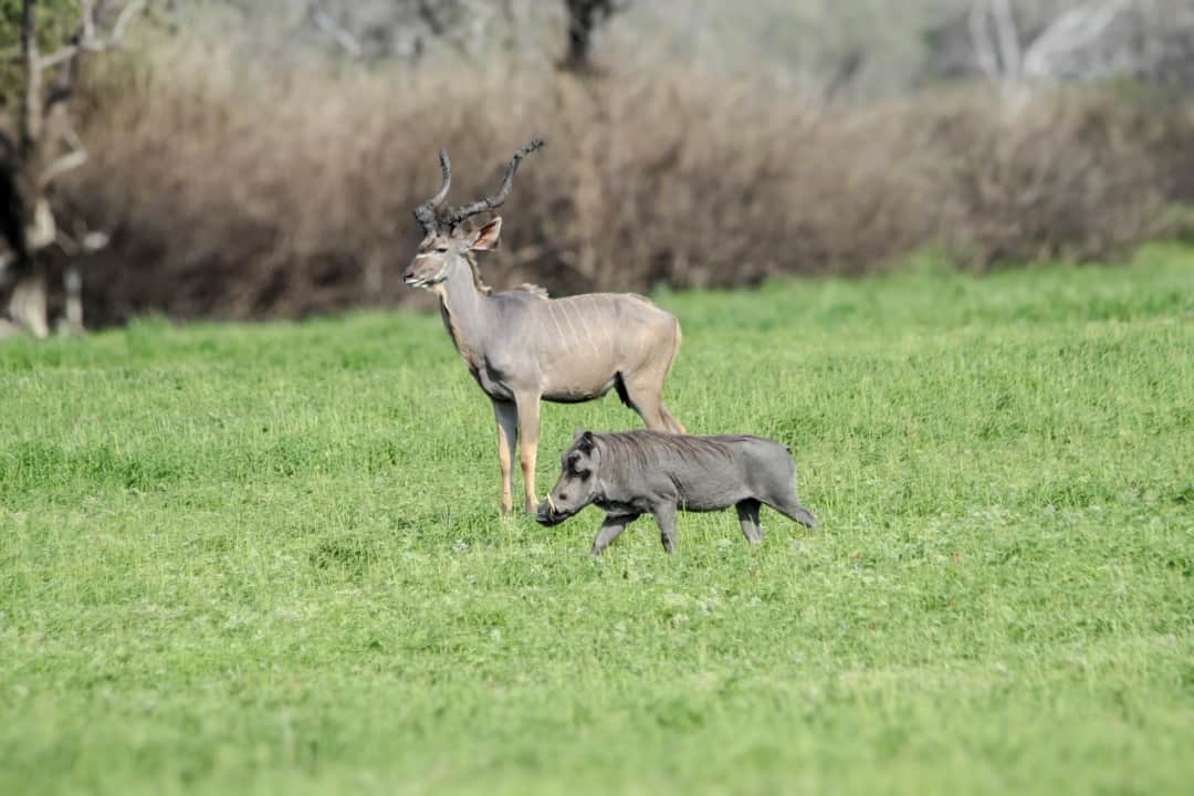 Alfamale Tours & Safaris photo 5