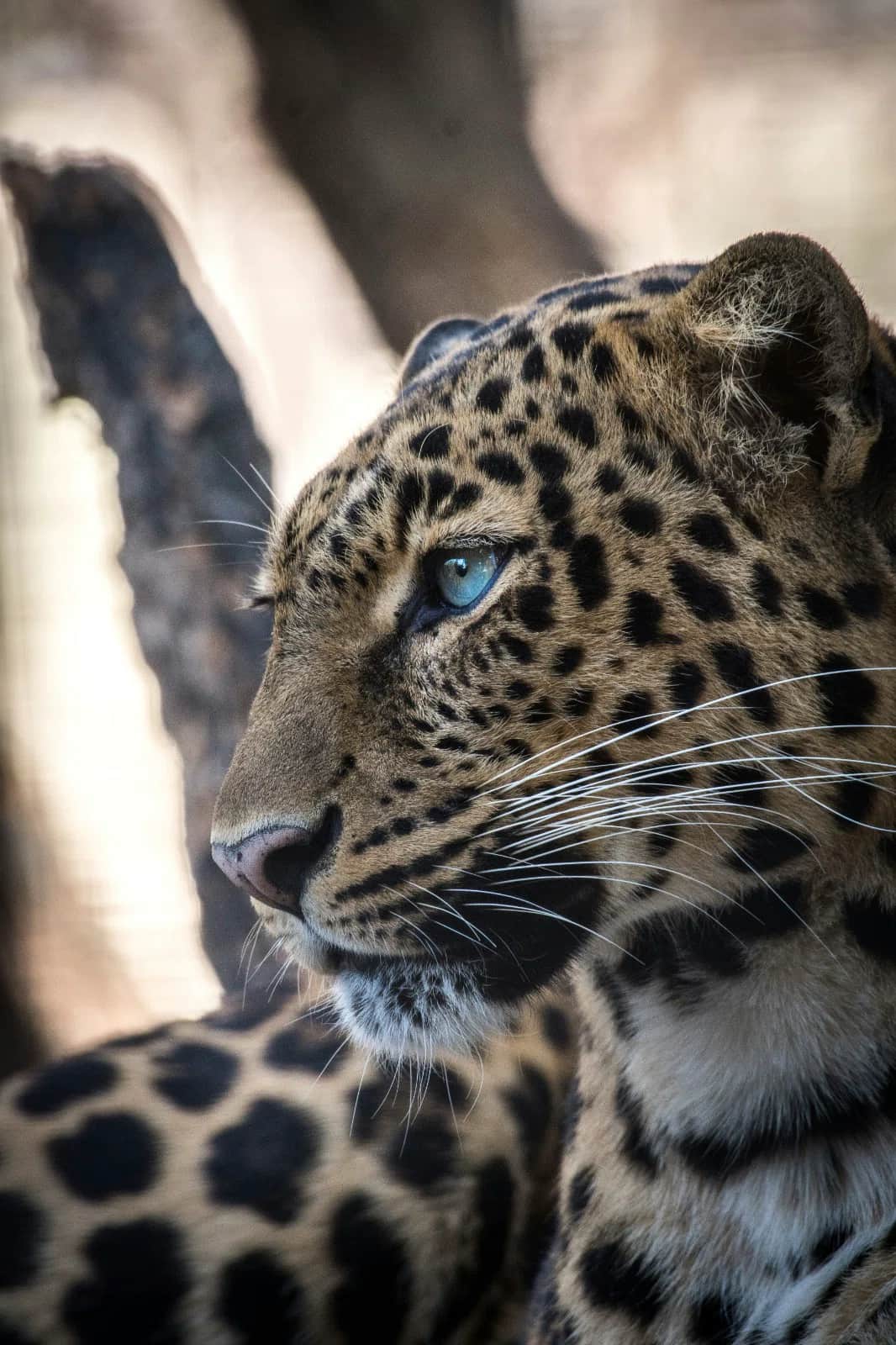3-Day Love & Legacy (Serengeti & Crater Escape) photo 3