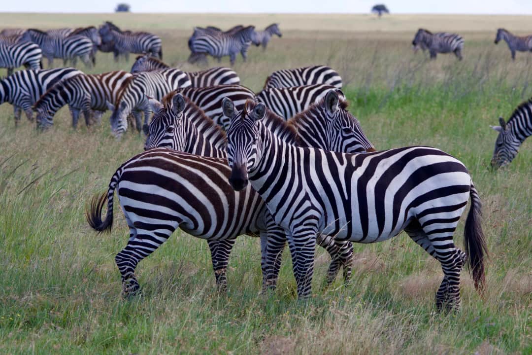 10-Day Kilimanjaro Climb & Tanzania Safari photo 3