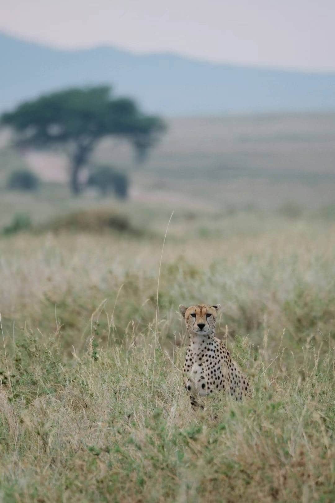Lappet Faced Safaris photo 12