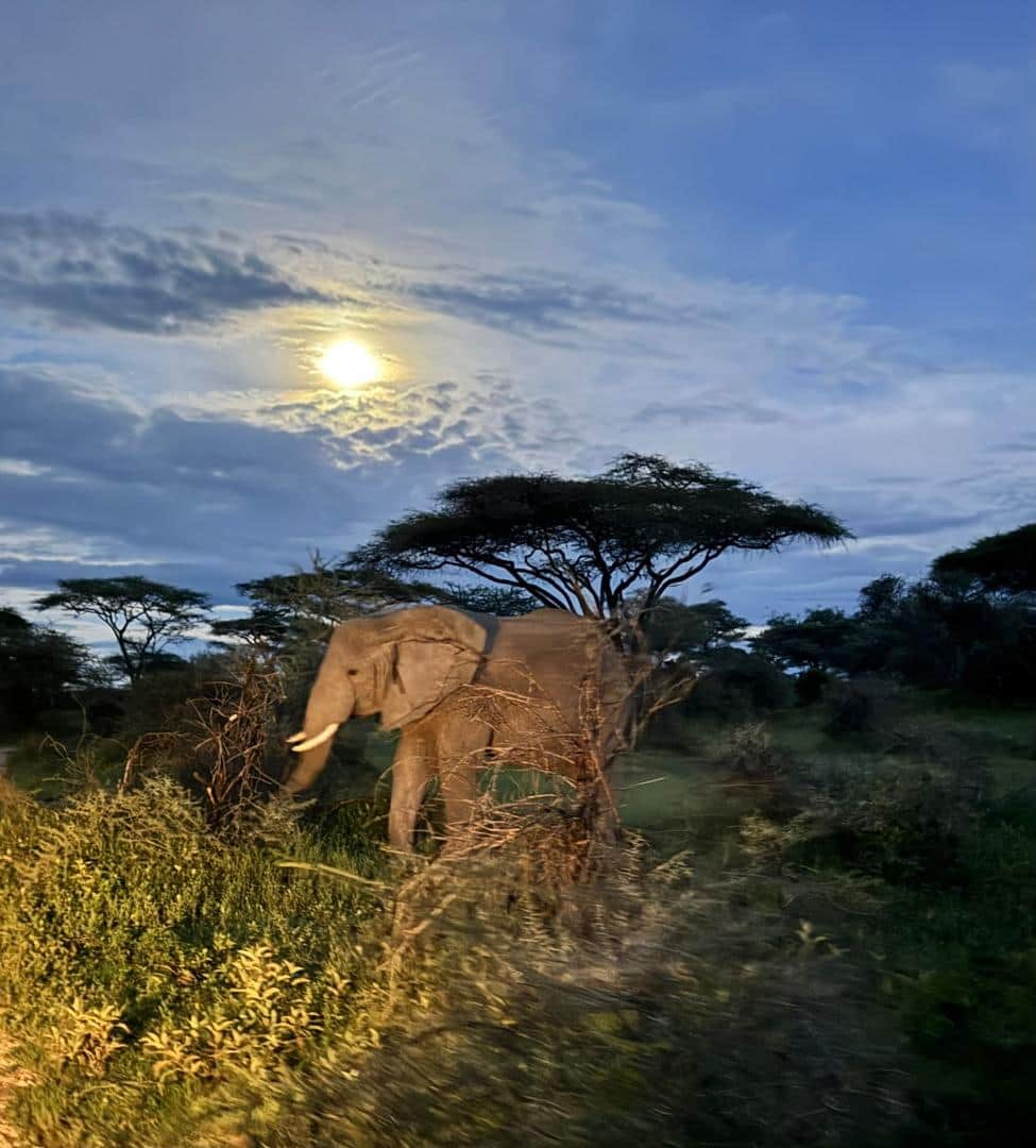 7-Day Northern Tanzania Honeymoon Mid Range Safari photo 10