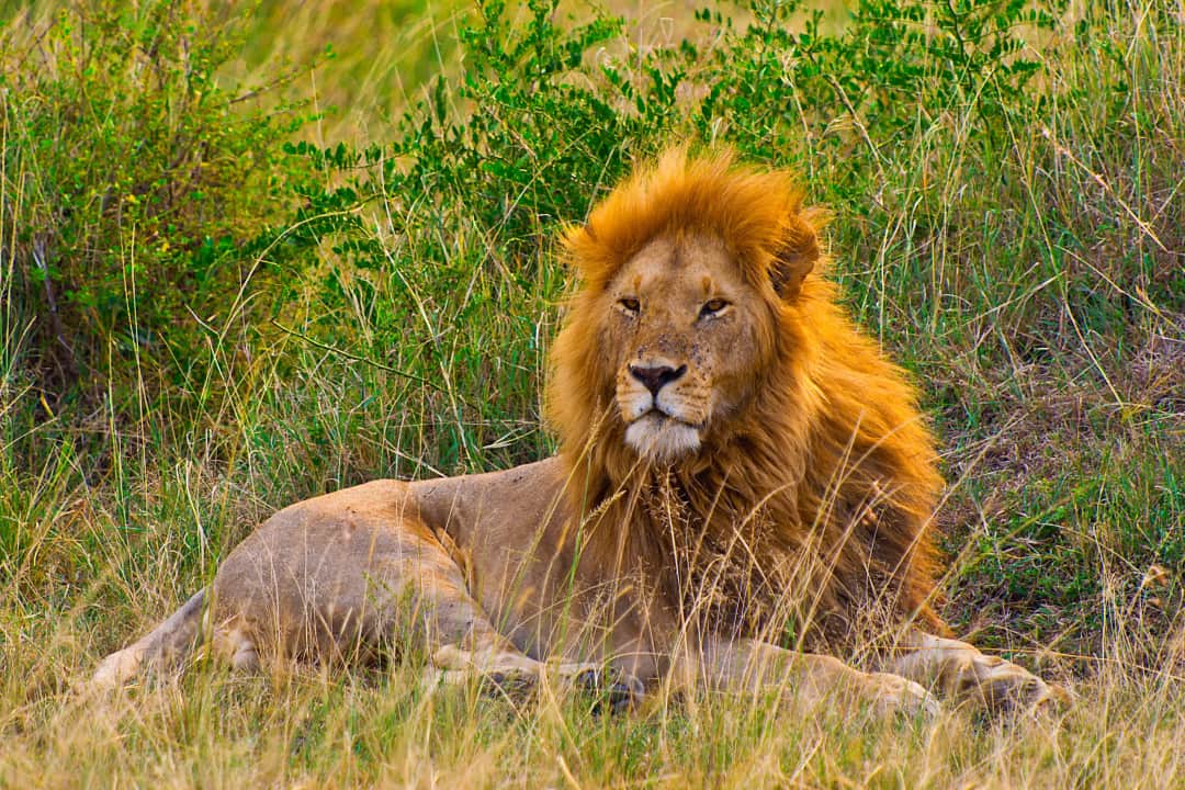 5-tägige Olpejeta, Nakuru, Mara Budget-Tour photo 2