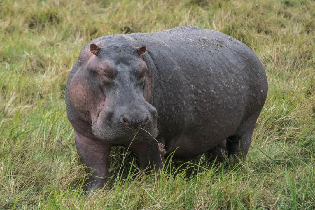 Ngorongoro Crater - Depart 
