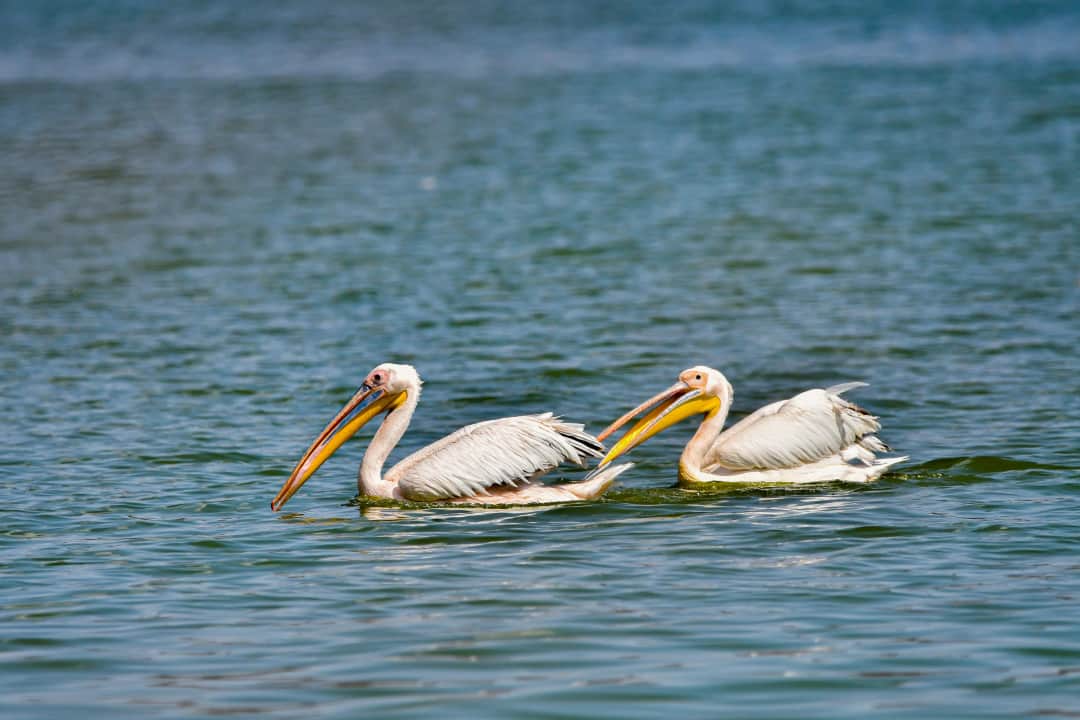 Amboseli to Lake Naivasha, Boat Ride & Nature Walk