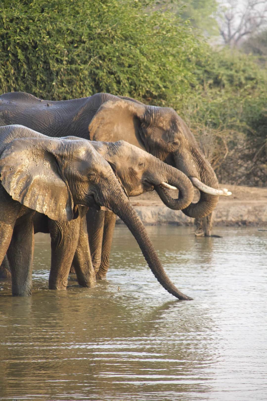 3-Day Tarangire, ngorongoro and manyara photo 6