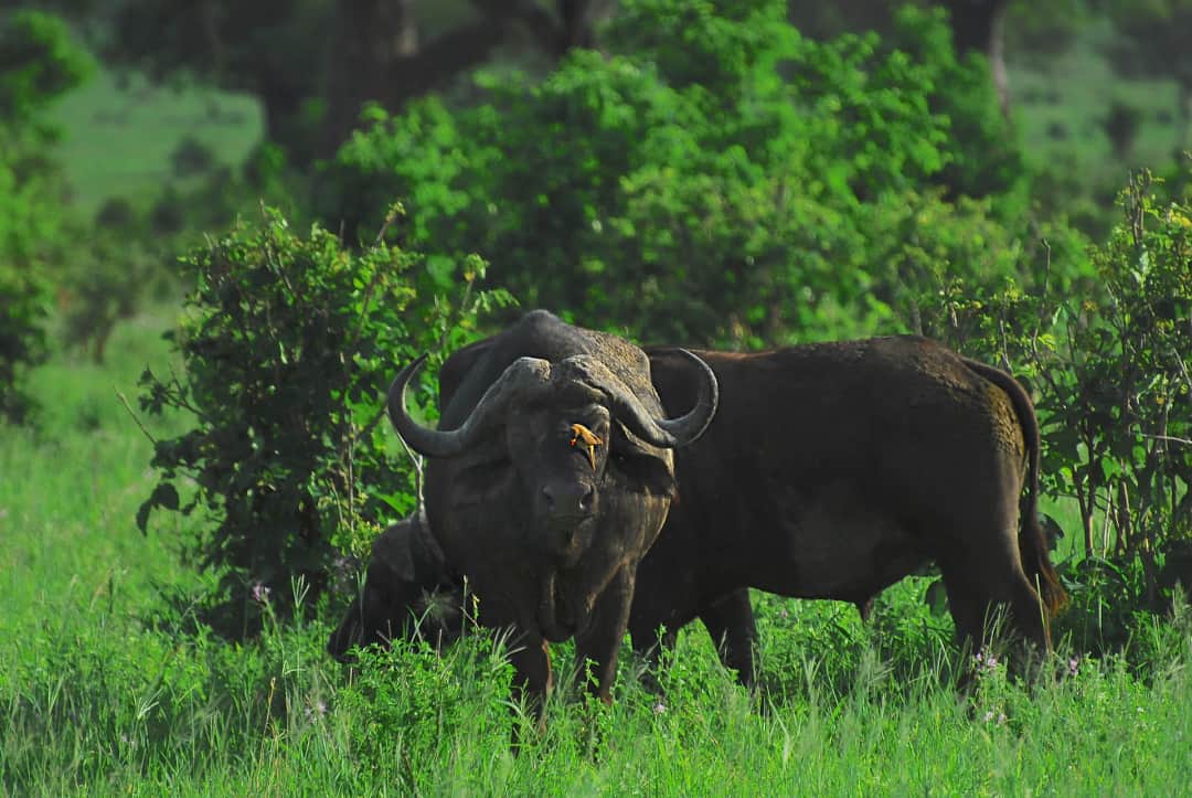3-Day Serengeti and Ngorongoro Luxury Safari