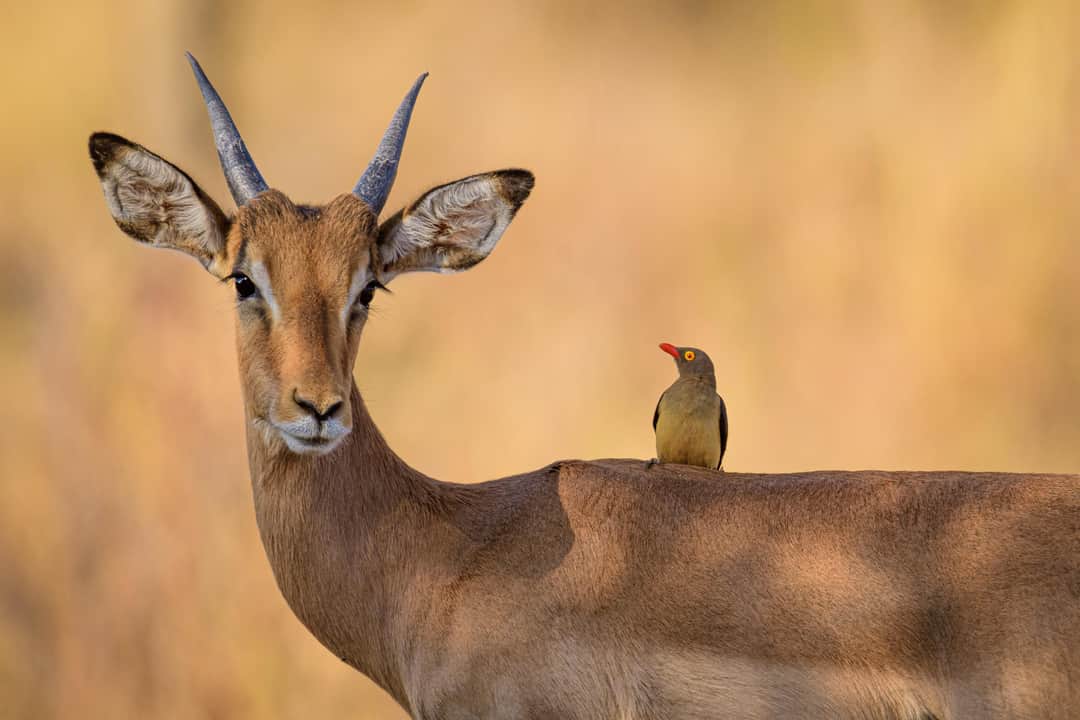 The Ultimate Tanzania Guide: Bush, Beach & Beyond