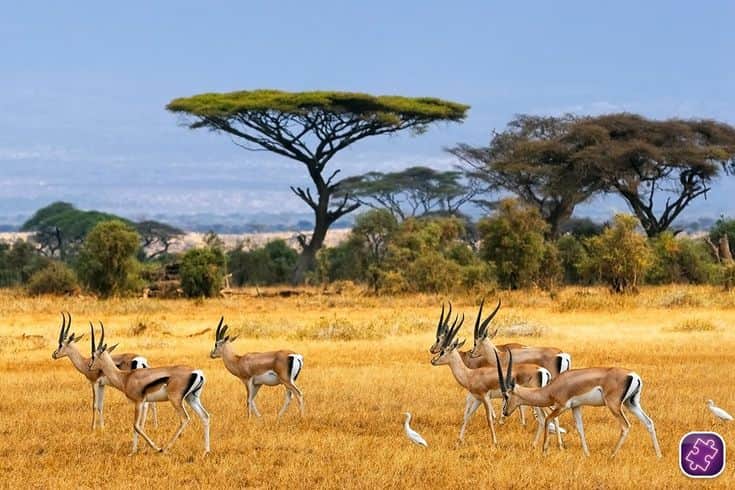 3-Day Ndutu Calving Safari – Wildlife Spectacle