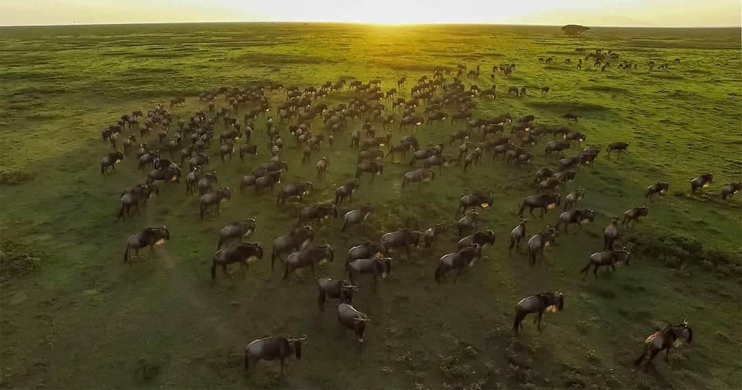 Arusha to Serengeti National Park