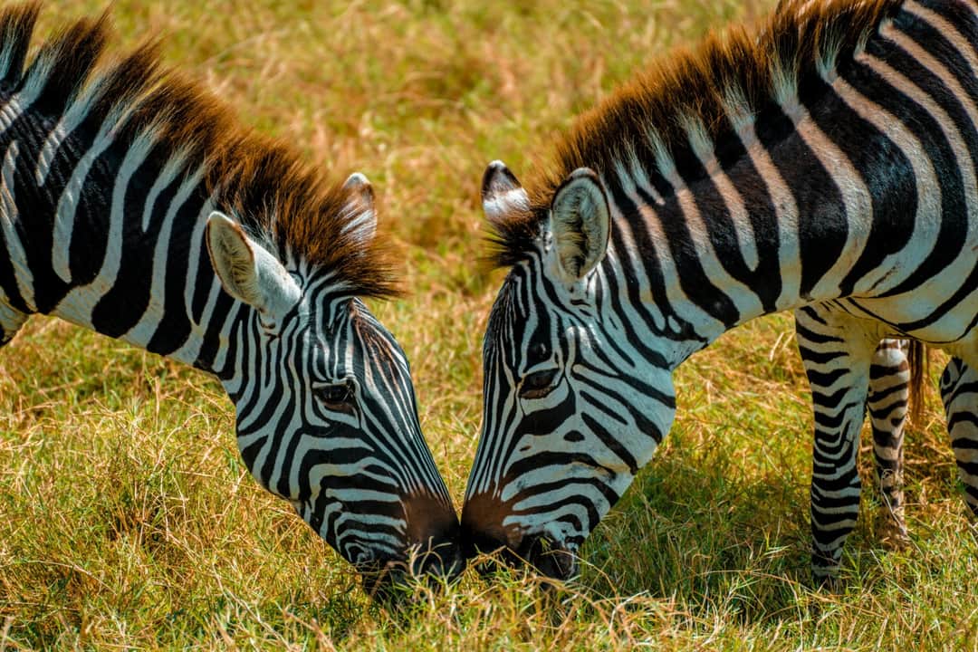 8-Day Tanzania Safari & Zanzibar Adventure photo 10