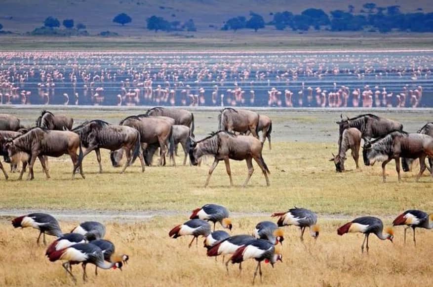 Lake Manyara to Arusha (Departure)