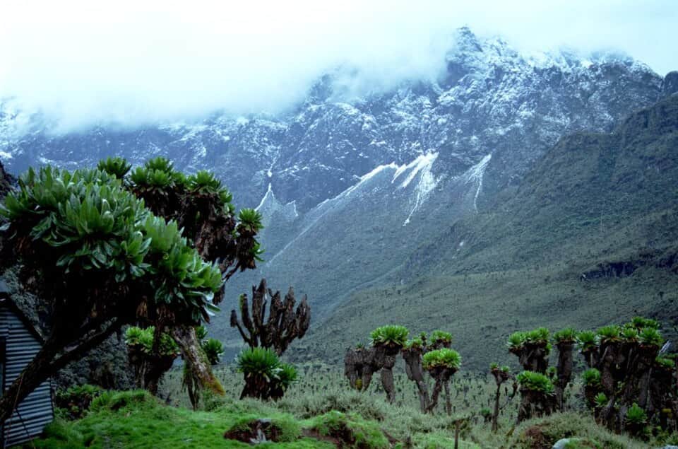 Kilembe Trailhead to Sine Camp