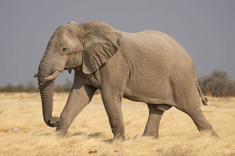 Full Day Tarangire Game Drive