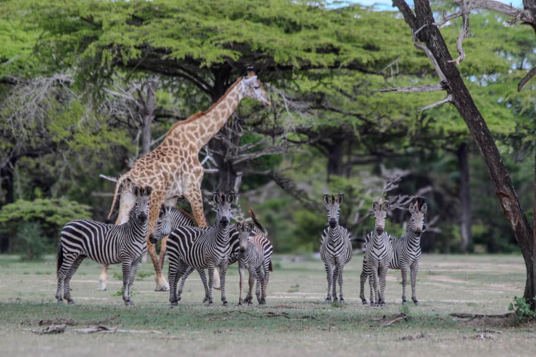 Zanzíbar – Parque Nacional Nyerere – Safari en vehículo de día completo