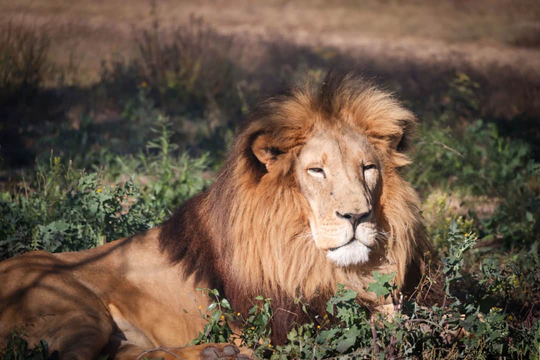 Lake Nakuru to Maasai Mara, Afternoon Game Drive
