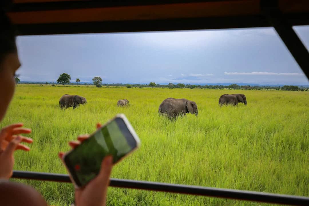 Full-Day Game Drive in Mikumi National Park