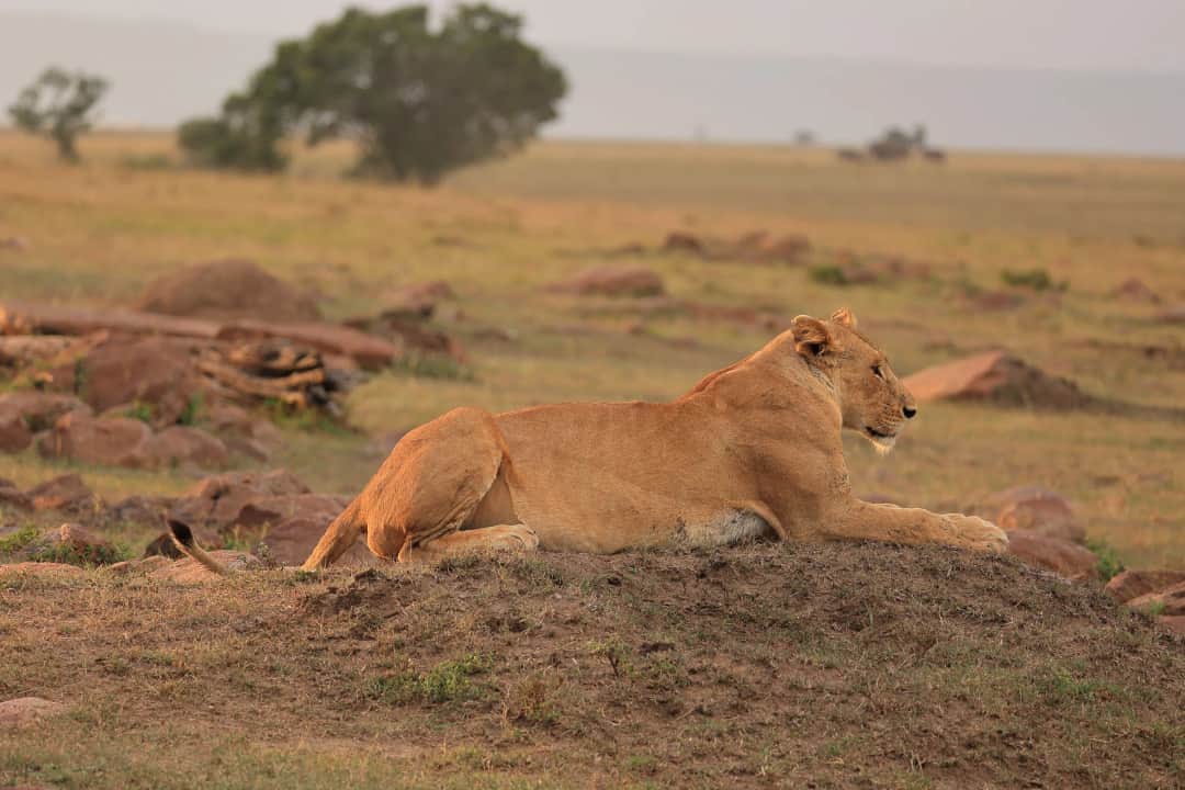 Maasai Mara to Nairobi, Departure