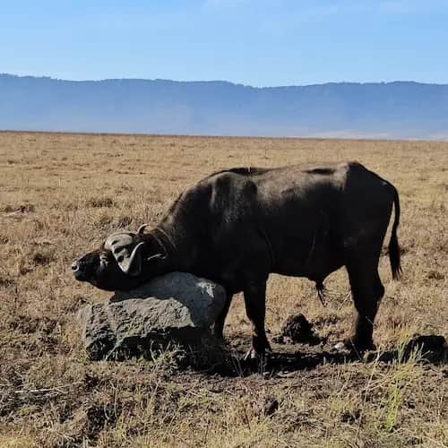 Game Drive in Ngorongoro Crater