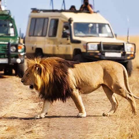 Full-day Serengeti