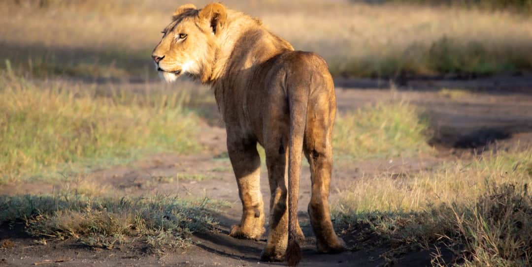 Parc national du lac Manyara – Vol retour vers Zanzibar