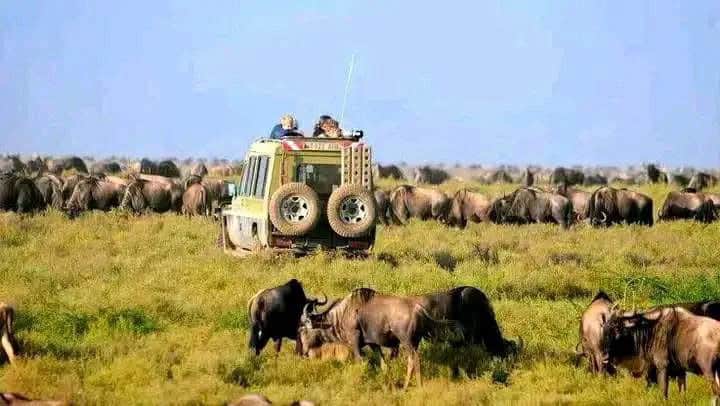 Serengeti Sunrise and Afternoon Safari