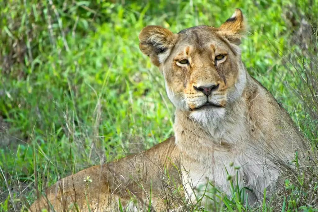 Lake Manyara National Park