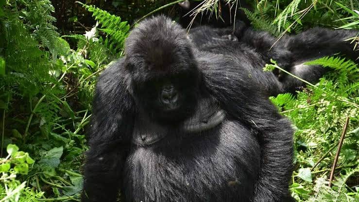 Kigali to Bwindi Impenetrable Forest
