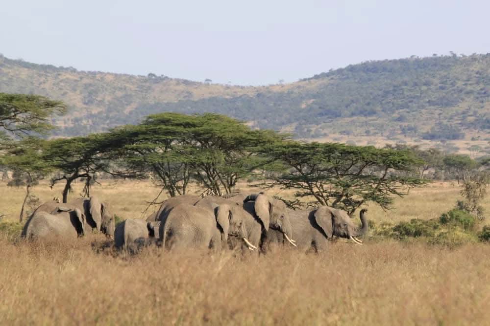 Tarangire National Park, Tanzania