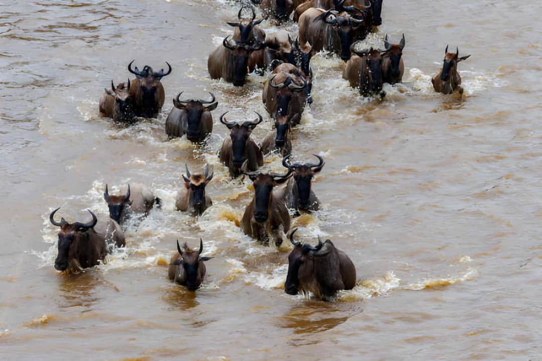 FULL DAY IN NORTHERN SERENGETI (MARA RIVER)