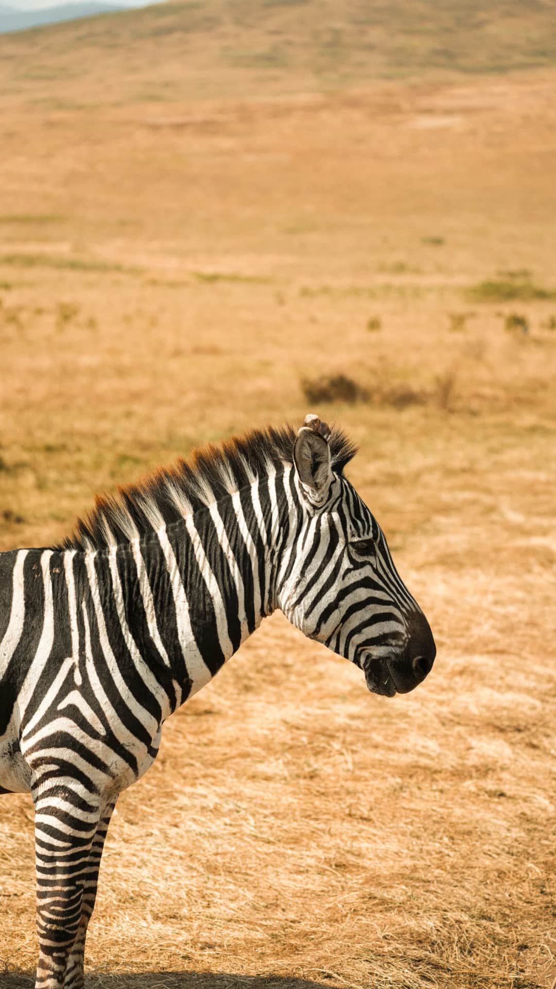 MAASAI MARA – LAKE NAKURU NATIONAL PARK