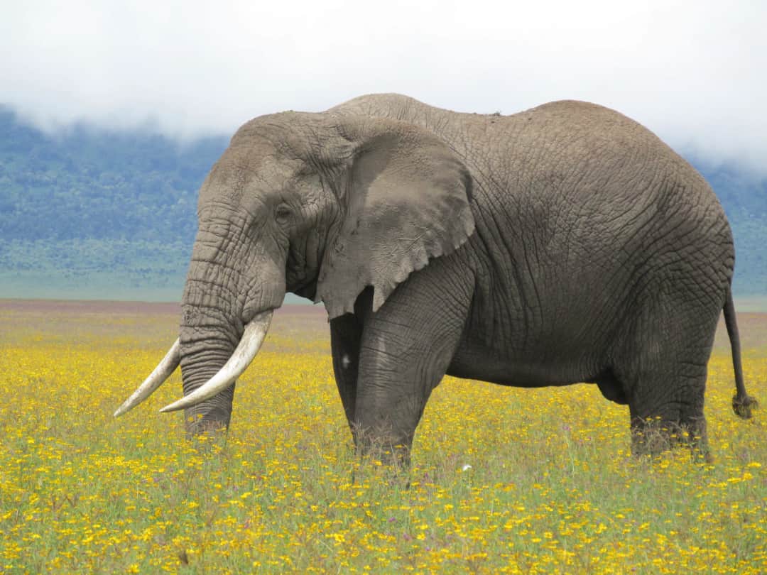 Vol de Zanzibar à Arusha – Parc national de Tarangire