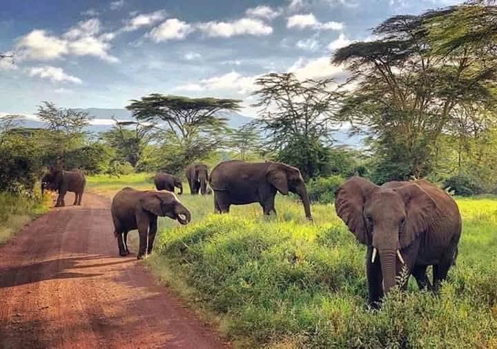 Tarangire National Park: Land of Giants