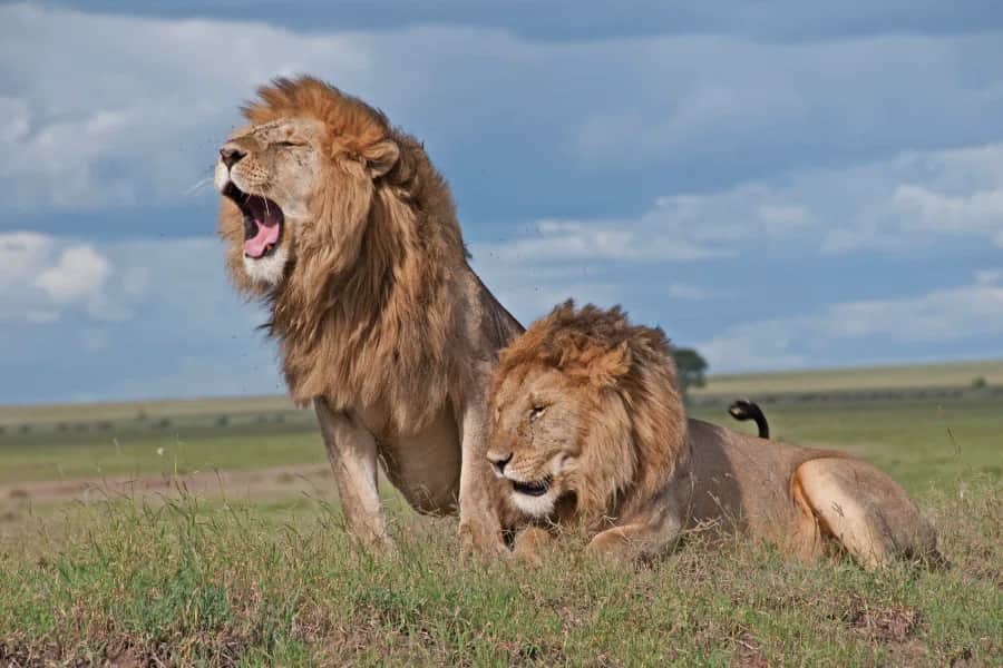 Journey to Serengeti National Park